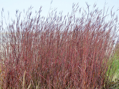 big bluestem